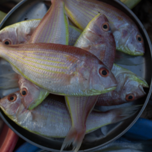 sankara fish