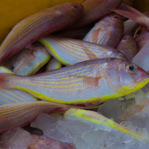 snapper