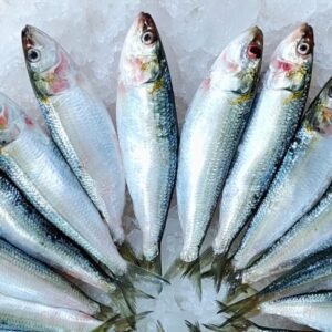 sardine fish