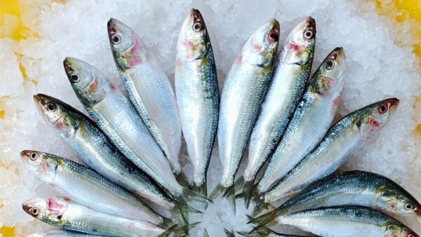 sardine fish
