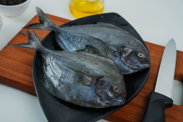 Black pomfret