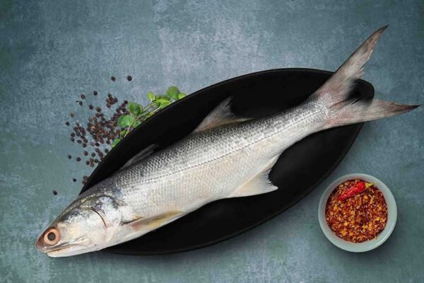Salmon